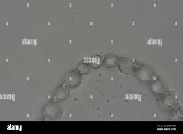 Attēlu rezultāti vaicājumam “Sphagnum teres”