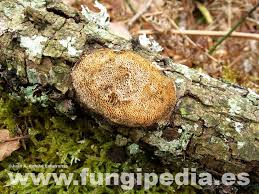 Attēlu rezultāti vaicājumam “Dichomitus campestris”