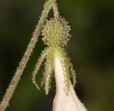 Attēlu rezultāti vaicājumam “Linnaea borealis leaf”