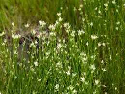 Attēlu rezultāti vaicājumam “Rhynchospora alba fruit”