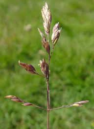 Attēlu rezultāti vaicājumam “Poa humilis”