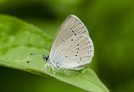 Attēlu rezultāti vaicājumam “Cupido minimus”