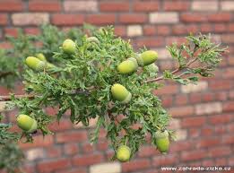 Attēlu rezultāti vaicājumam “Quercus robur fruit”