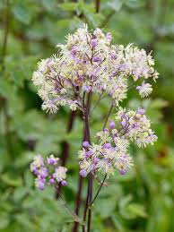 Attēlu rezultāti vaicājumam “Thalictrum”