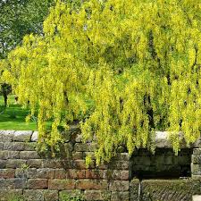 Attēlu rezultāti vaicājumam “Laburnum alpinum”