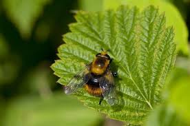 Attēlu rezultāti vaicājumam “Volucella bombylans”