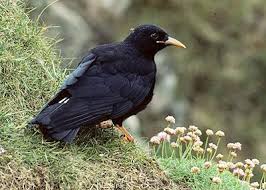 Image result for Pyrrhocorax pyrrhocorax