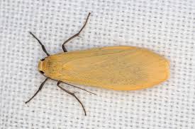 Attēlu rezultāti vaicājumam “Eilema sororcula”