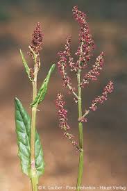 Attēlu rezultāti vaicājumam “Rumex acetosa”