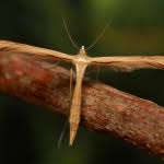 Attēlu rezultāti vaicājumam “Stenoptilia pterodactyla”