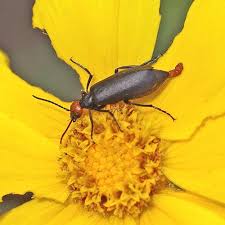 Attēlu rezultāti vaicājumam “Meloidae”