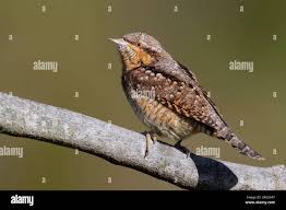 Attēlu rezultāti vaicājumam “Jynx torquilla adult”