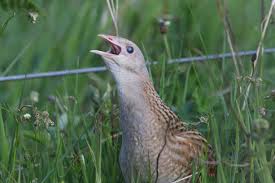 Attēlu rezultāti vaicājumam “Crex crex eggs”