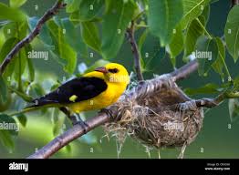 Attēlu rezultāti vaicājumam “Oriolus oriolus male”