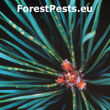 Attēlu rezultāti vaicājumam “Brachonyx pineti”