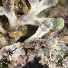 Attēlu rezultāti vaicājumam “Riccia bifurca”