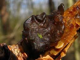 Attēlu rezultāti vaicājumam “Exidia saccharina”