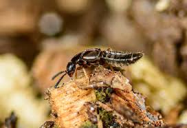 Attēlu rezultāti vaicājumam “Athelia pyriformis”