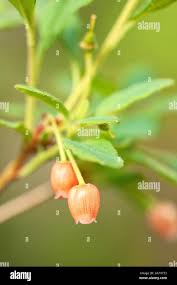 Attēlu rezultāti vaicājumam “Menziesia ferruginea”