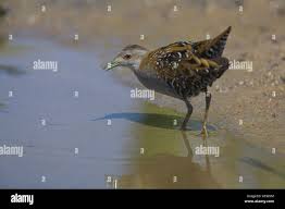 Image result for Porzana pusilla