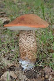 Attēlu rezultāti vaicājumam “Leccinum aurantiacum”