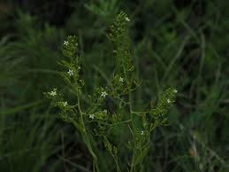 Attēlu rezultāti vaicājumam “Thesium ebracteatum”