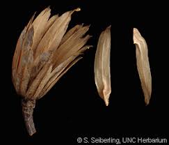 Attēlu rezultāti vaicājumam “Liriodendron tulipifera fruit”