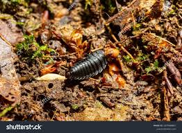 Attēlu rezultāti vaicājumam “Silpha obscura larva”