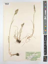 Attēlu rezultāti vaicājumam “Poa humilis”