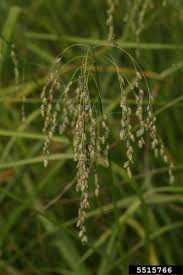 Attēlu rezultāti vaicājumam “Glyceria striata fruit”