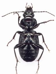 Attēlu rezultāti vaicājumam “Pterostichus aethiops”