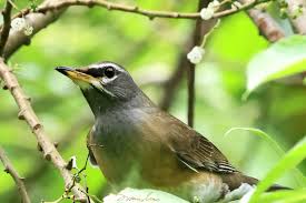 Image result for Turdus obscurus