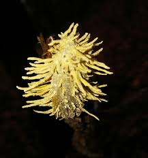 Attēlu rezultāti vaicājumam “Akanthomyces aculeatus”