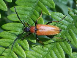 Attēlu rezultāti vaicājumam “Leptura rubra”