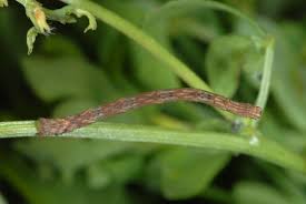 Attēlu rezultāti vaicājumam “Scopula floslactata”