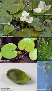 Attēlu rezultāti vaicājumam “Hydrocharis morsus-ranae fruit”