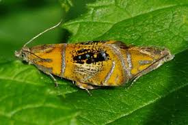 Attēlu rezultāti vaicājumam “Olethreutes arcuella”