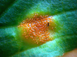 Attēlu rezultāti vaicājumam “Puccinia coronata”