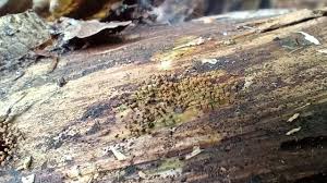 Attēlu rezultāti vaicājumam “Cribraria intricata”