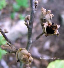 Attēlu rezultāti vaicājumam “Hamamelis virginiana bud”