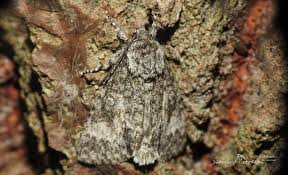 Attēlu rezultāti vaicājumam “Acronicta megacephala larva”