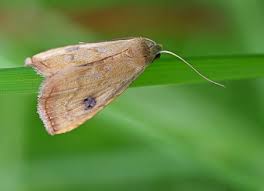 Attēlu rezultāti vaicājumam “Rivula sericealis”