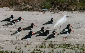 Attēlu rezultāti vaicājumam “Haematopus ostralegus”