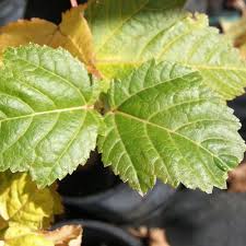 Attēlu rezultāti vaicājumam “Acer rufinerve flower”