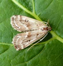 Attēlu rezultāti vaicājumam “Parapoynx stratiotata male”