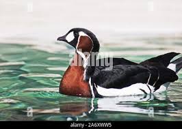 Attēlu rezultāti vaicājumam “Branta ruficollis adult”