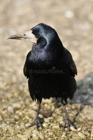 Attēlu rezultāti vaicājumam “Corvus frugilegus adult”