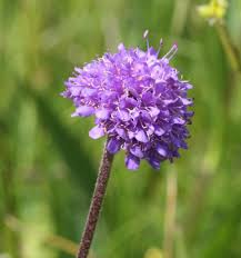 Attēlu rezultāti vaicājumam “Succisa pratensis flower”