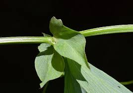 Attēlu rezultāti vaicājumam “Lathyrus palustris bud”