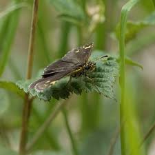 Attēlu rezultāti vaicājumam “Heteropterus morpheus underside”